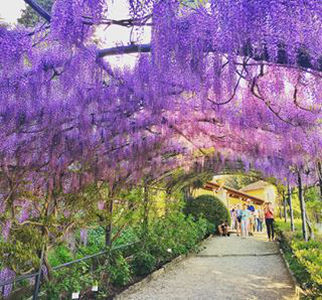 The Wisteria at #VillaBardini Garden